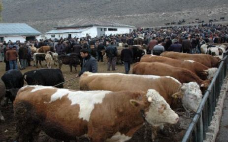 Türk Veteriner Hekimleri Birliği’nden uyarı