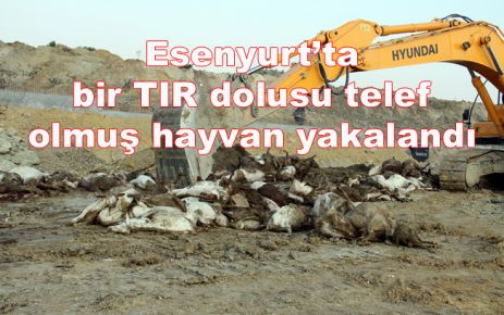 TIR dolusu telef olmuş hayvan