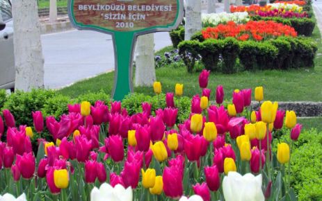 Beylikdüzü laleler ile donandı