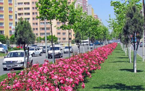 Gül zengini Beylikdüzü