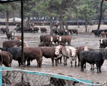 Angus angus olalı böyle çile görmedi