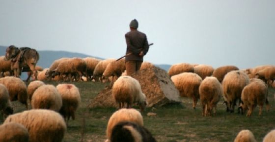 3 Bin TL Maaşla Kadrolu Çoban