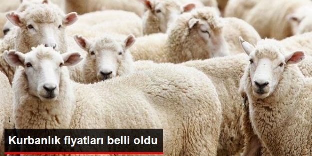 Vekaletle Kesilecek Kurbanlık Fiyatları Belli Oldu