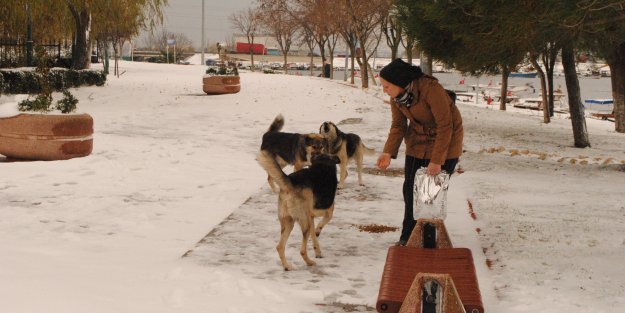 Belediye sokak hayvanlarını unutmadı