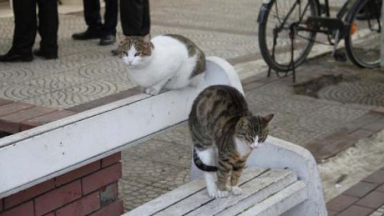 Yeşilköy'de Kedi Mahalle Parkı açıldı