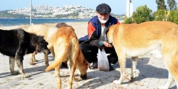 Tatil için geldi, sokak hayvanları için bir daha dönmedi