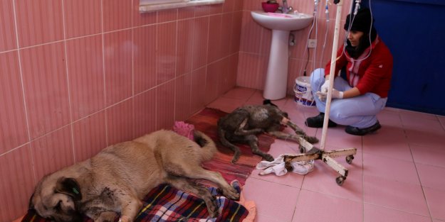 Zehirlenen 2 sokak köpeği hayata döndürüldü