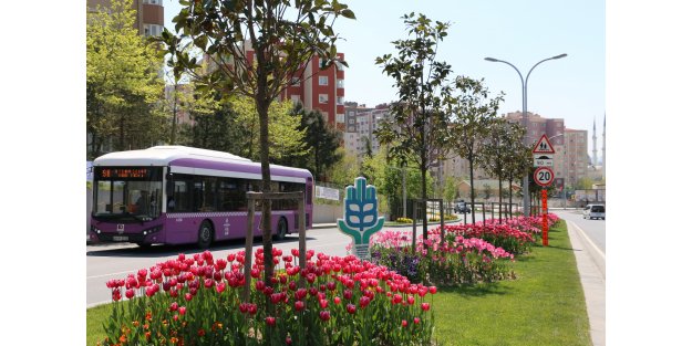 Başakşehir’de laleler çiçek açtı