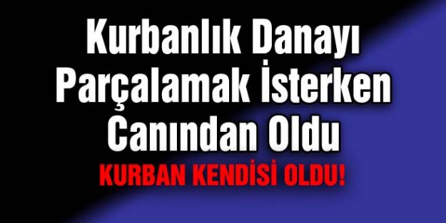 Kurbanlık Danayı Parçalamak İsterken Canından Oldu