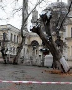 Ortaköy'de bir çınar daha devrildi