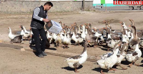 Kazlar lezzet düşkünleri için besiye alındı