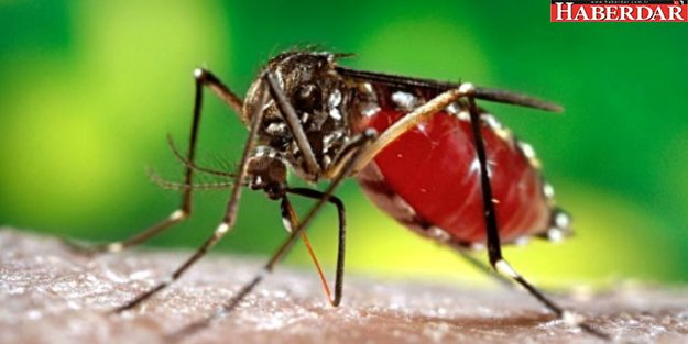 Bakanlıktan 'Zika Virüsü' Uyarısı: Hastalığın Tedavisi Yok