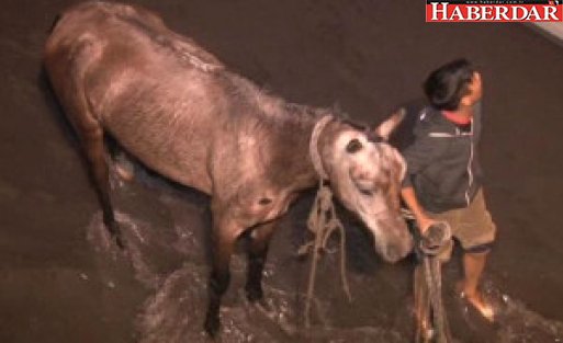 Dereye Düşen At İtfaiye Ekipleri Tarafından Kurtarıldı