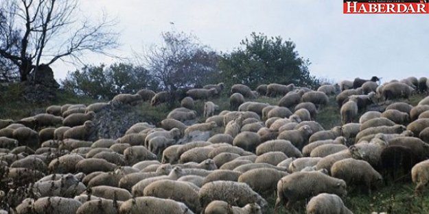 Esrar yiyen koyunlar köyü birbirine kattı