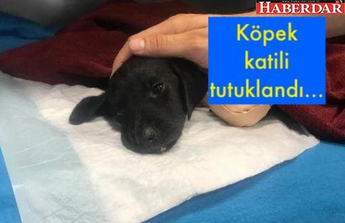 Köpek katili tutuklandı...