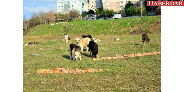 CAN DOSTLARA HER GÜN 4,5 TON YEMEK