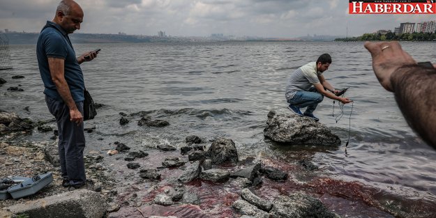 Küçükçekmece gölü ölü balık kaynıyor!