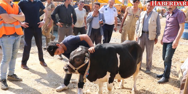 Cüce tosun 'Paşa' ilgi odağı oldu