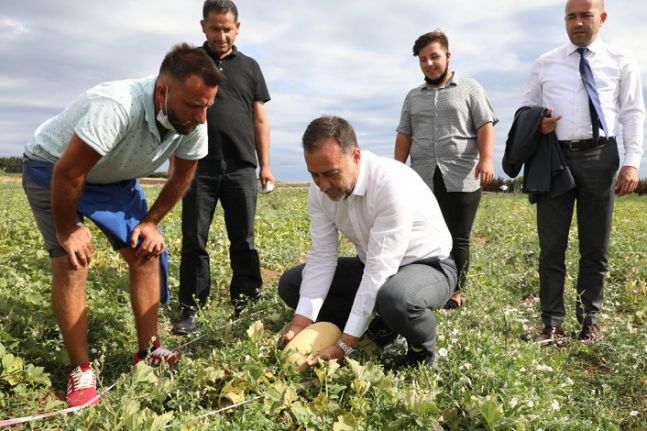 SELİMPAŞA’DA İLK MAHSULÜ BAŞKAN YILMAZ TOPLADI