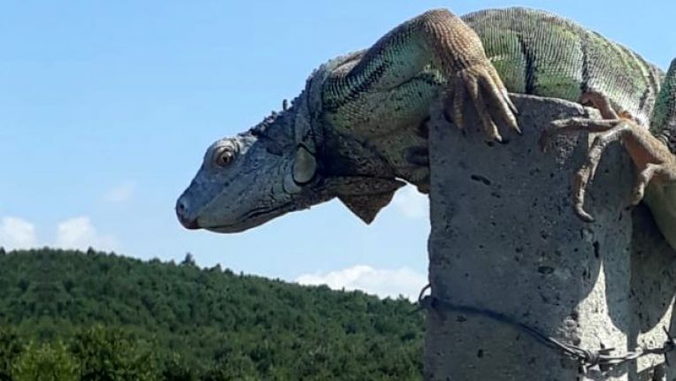 Çatalca'da görülen dev iguana, bakanlık yetkililerini harekete geçirdi
