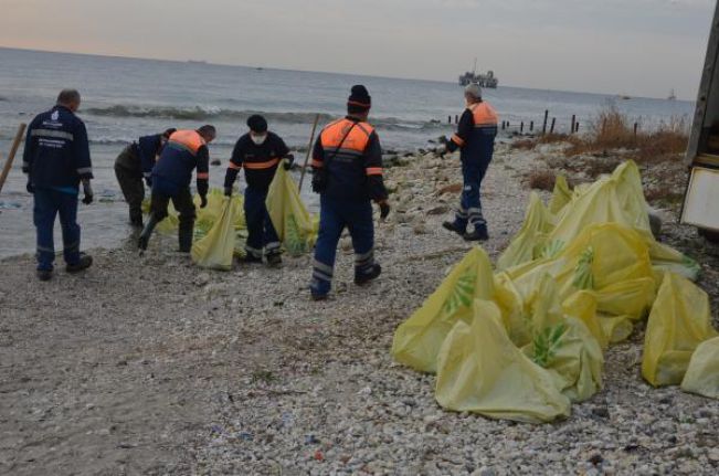 Avcılar sahilinden dev denizanaları toplanıyor;  10 ton denizanası toplandı
