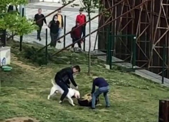 Küçükçekmece'de pitbull dehşeti