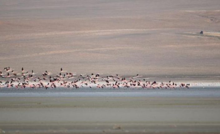 Flamingolar, Düden Gölü'ne erken geldi