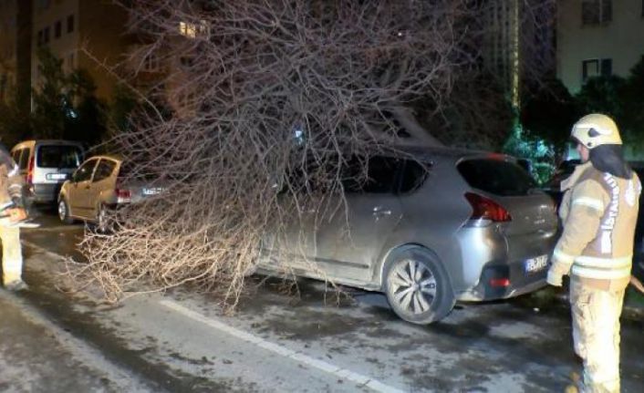 Bakırköy'de ağaç otomobilin üzerine devrildi