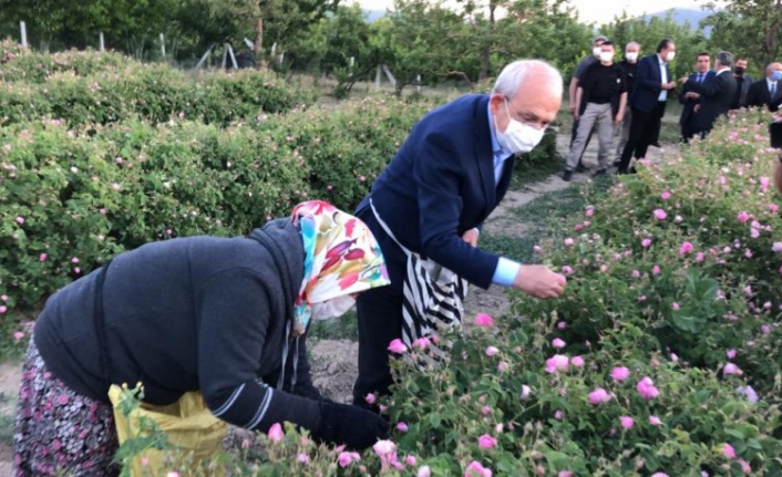 Kılıçdaroğlu, emekçilerle birlikte gül topladı