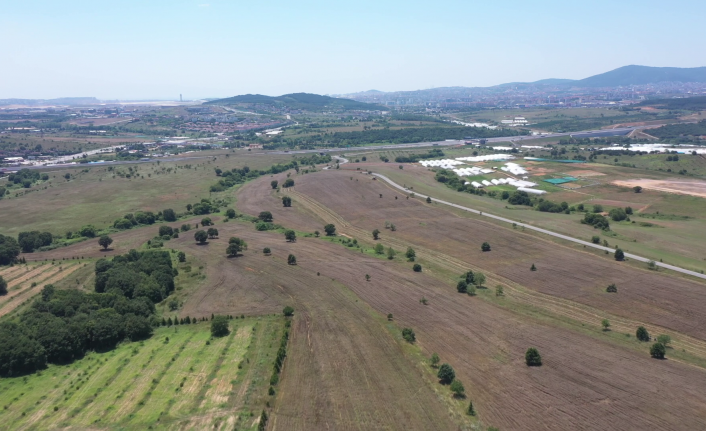 BOŞ DURAN ARAZİLERDE İLK BUĞDAY HASADI YAPILDI