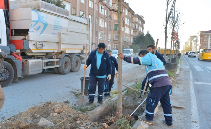 KENT AĞAÇLANDIRMA ÇALIŞMALARI DEVAM EDİYOR