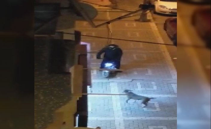 Avcılar'da sokaktaki Pitbull'dan korkup otomobilin üstüne çıktı
