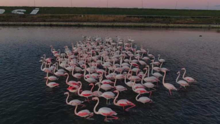 Büyükçekmece'de göç etmeyen flamingolar kışın görüntülendi