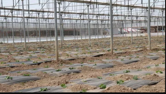 Ucuz sebzeler tezgahlarda yerini alacak! Hasat başladı