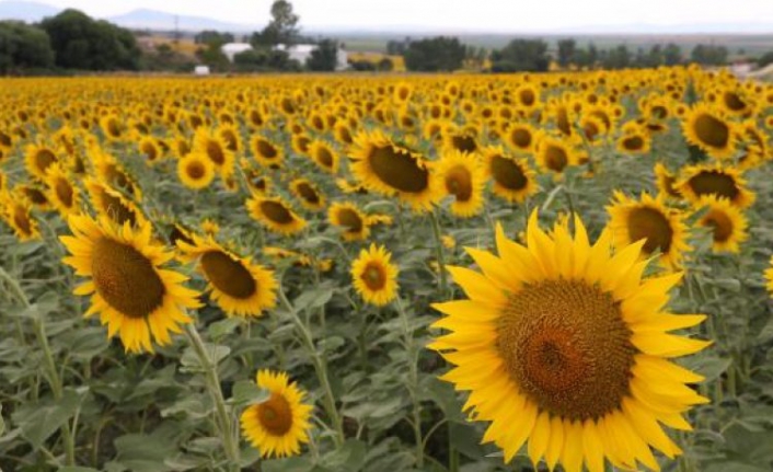 Trakya'da tarlalar 'tırtıl' istilasına uğradı! Yağda kıtlık kapıda