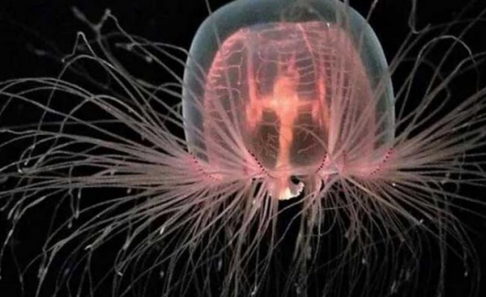 Bilim insanları 'Ölümsüz Denizanası'nı inceledi: Yaşlanmayı durdurabilecek genler bulundu