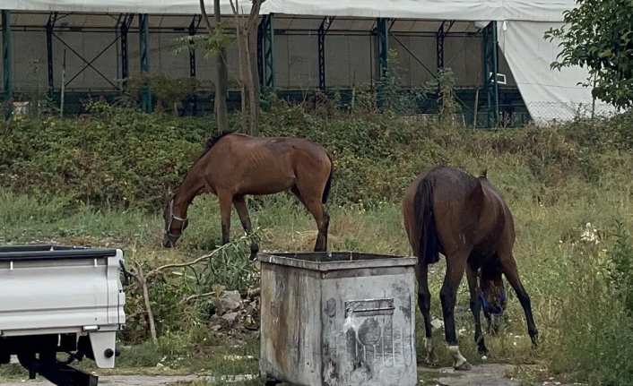 Avcılar'da vatandaşlar başıboş dolaşan atlarla ilgili çözüm bekliyor
