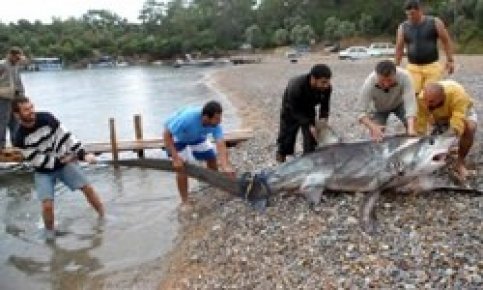 Fethiye'de ağlara 350 kiloluk köpek balığı takıldı