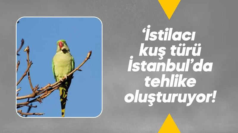 İstilacı kuş türü İstanbul'da tehlike saçıyor!